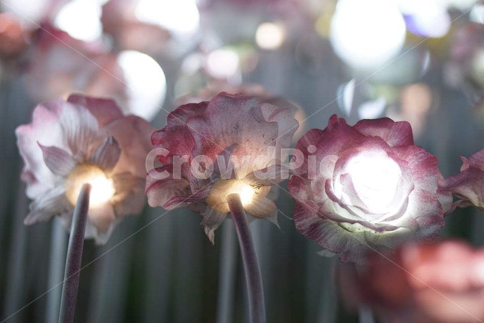led꽃,봄,아웃포커싱,보케,보라매공원,꽃보라동산,야경,밤,풍경,nightscape,night,landscape,plant,식물,blossom,꽃,flower,rose,장미