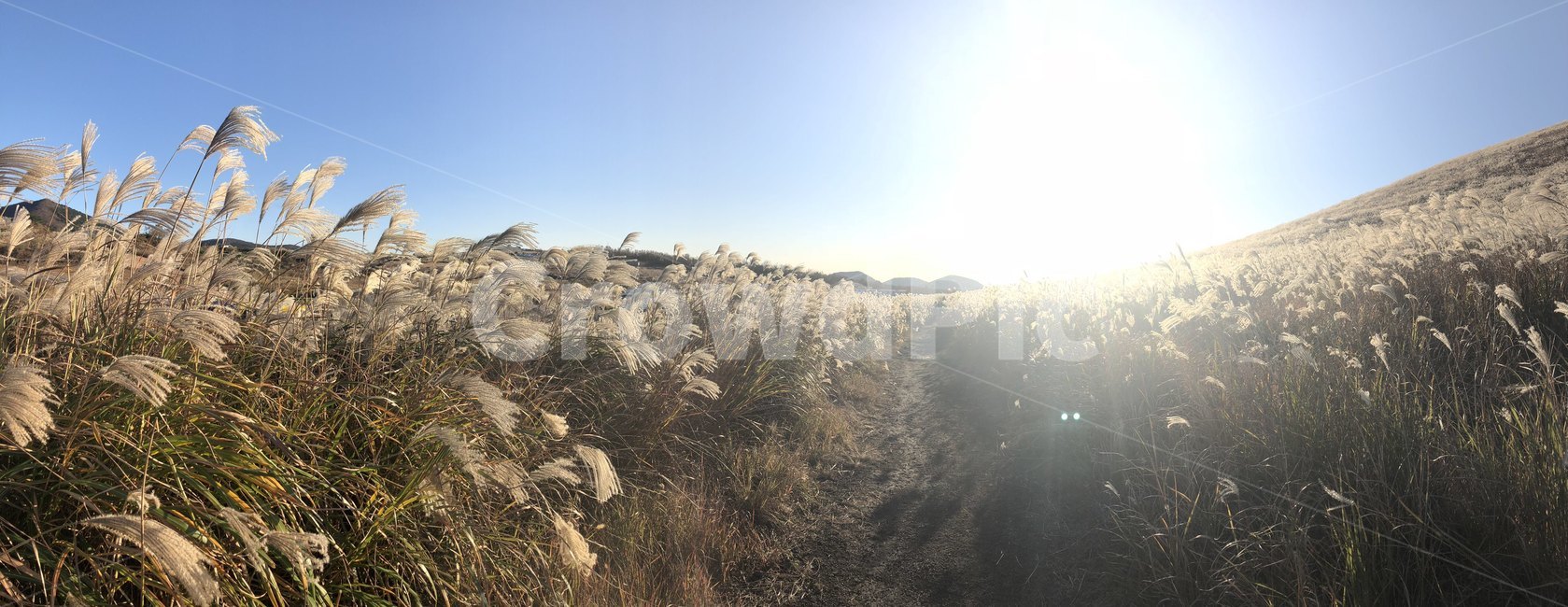 제주도,오름,억새,하늘,해질녘,가을,자연,역광,가을,계절,fall,autumn,season,자연,풍경,nature,landscape,grass,잔디,plant,식물