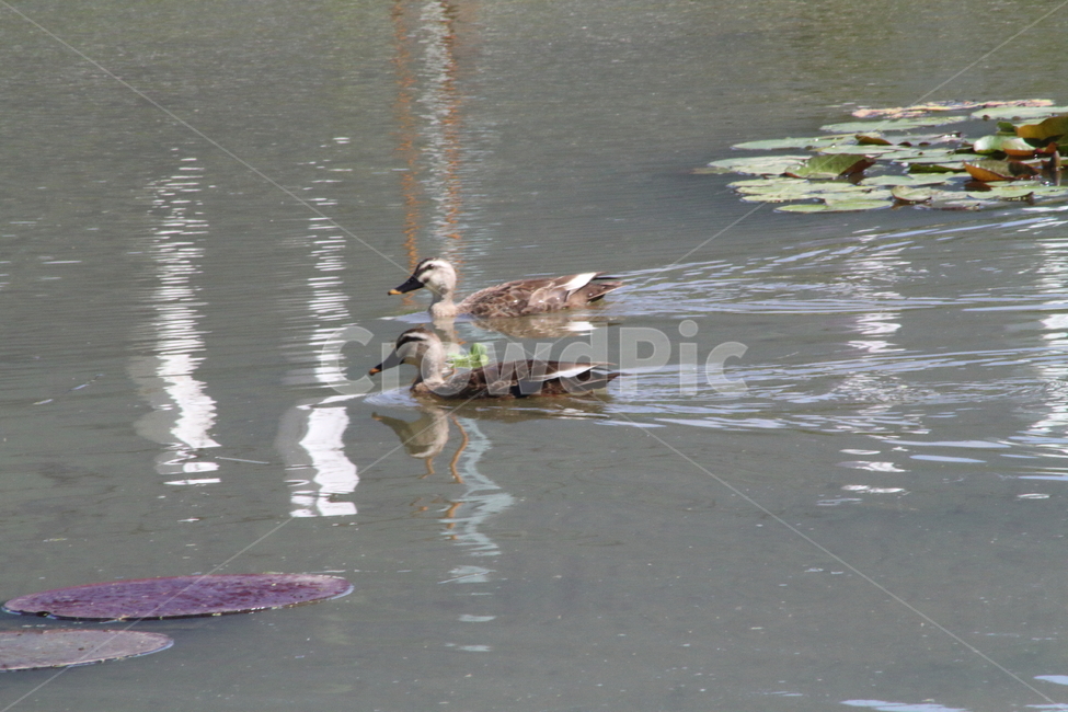 흰뺨검둥오리,오리과,동물,새,spotbilledduck,철새,오리,동물,animal,조류,새,birds