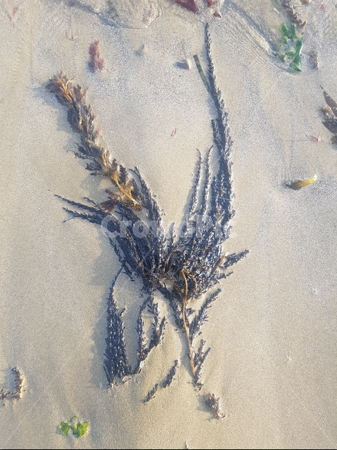 nature,자연,sand,모래,outdoors,옥외,물풀,바다,바닷가