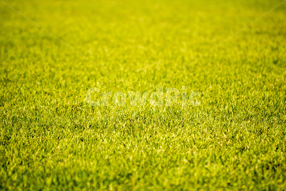 잔디,자연,백그라운드,텍스처,배경,질감,식물,야외,식물,자연,plants,nature,텍스처,질감,패턴,texture,pattern