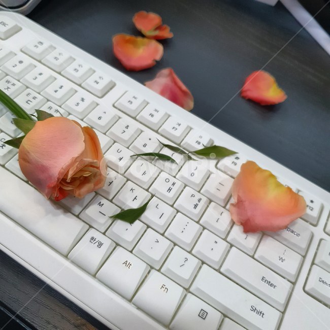 장미,키보드,꽃,분홍,핑크