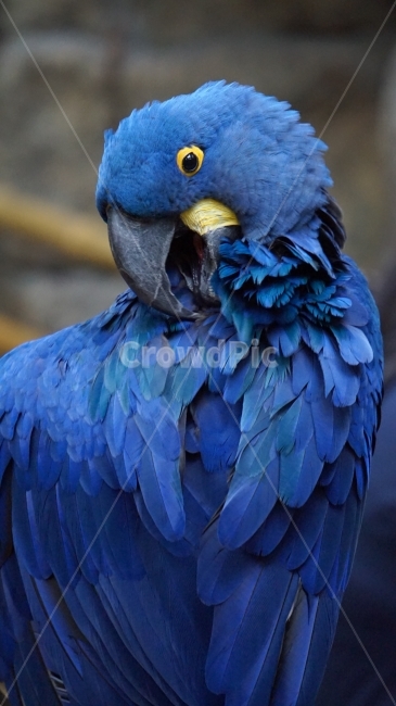 앵무새,새,bird,blue,파란색,동물,animal,조류,새,birds