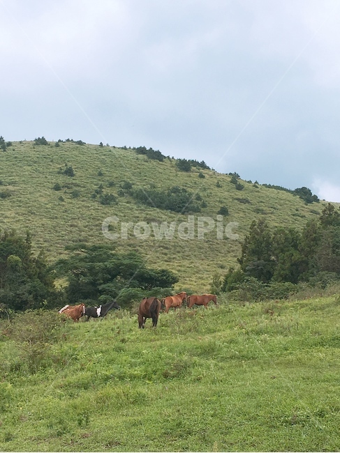 말,이쁜말,푸른들판,들판,초록색,자연,풍경,nature,landscape,동물,animal,포유류,mammal,field,들,grassland,목초지,outdoors,옥외,cow,소,cattle,가축
