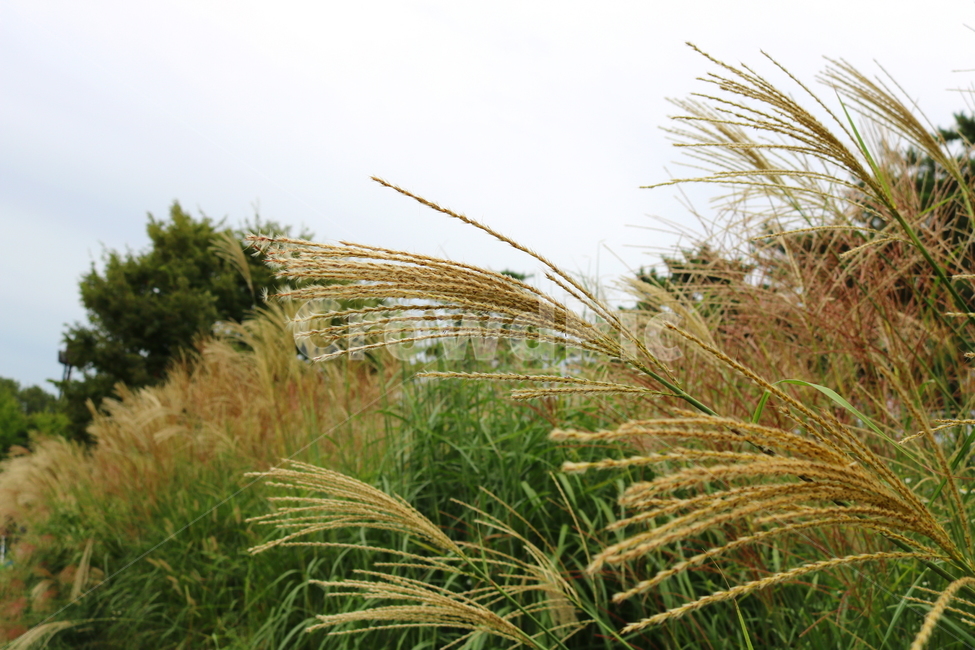 억새,풀,억새풀,식물,자연,벼과,벼과식물,들풀,두영,식물,자연,plants,nature
