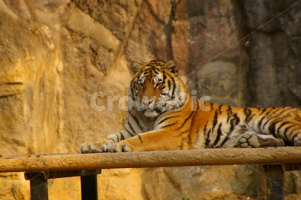 포유류,포식동물,동물,야생동물,tiger,호랑이,동물,animal,포유류,mammal