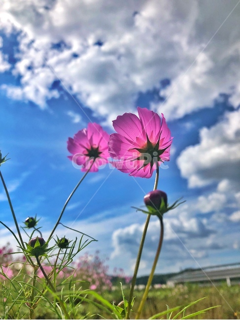 가을,코스모스,분홍색,맑음,하늘,가을,계절,fall,autumn,season,식물,자연,plants,nature,꽃,flower,plant