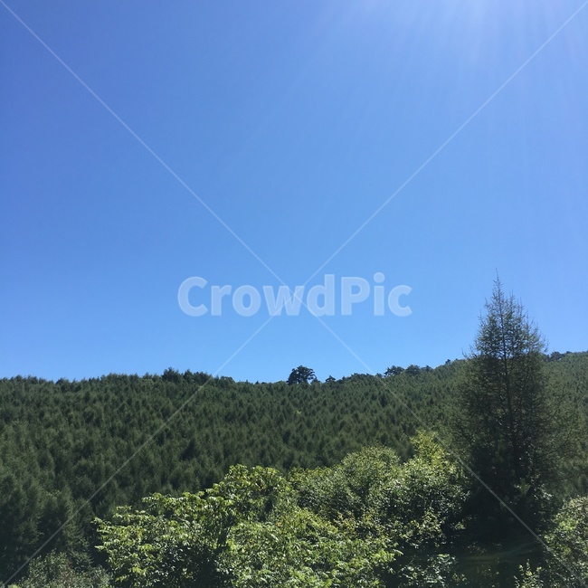 tree,plant,식물,abies,아비,전나무,fir,강원도,맑음,계정,한국자연관광,한국자연풍경,자연풍경,자연,풍경,계절,날씨,하늘,나무,등산,산,정원,초목,구름,자연,풍경,nature,landscape