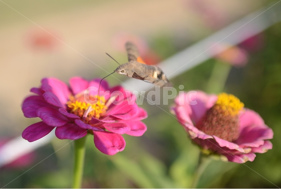 백일홍,꽃,가을,박각시나방,나방,비행,호버링,접사,곤충,flower,flying,closeup,autumn,insects,식물,자연,plants,nature,꽃,flower,동물,animal,곤충,벌레,insect,bug