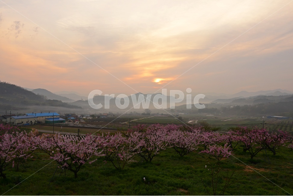 순천,순천월등,월등,월등복사꽃,월등아침,월등일출,복사꽃,nature,자연,outdoors,옥외,봄,계절,spring,season,자연,풍경,nature,landscape