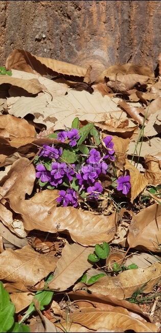 들꽃,낙엽,보라색,보라색꽃,봄,식물,잎,갈색,산책,산