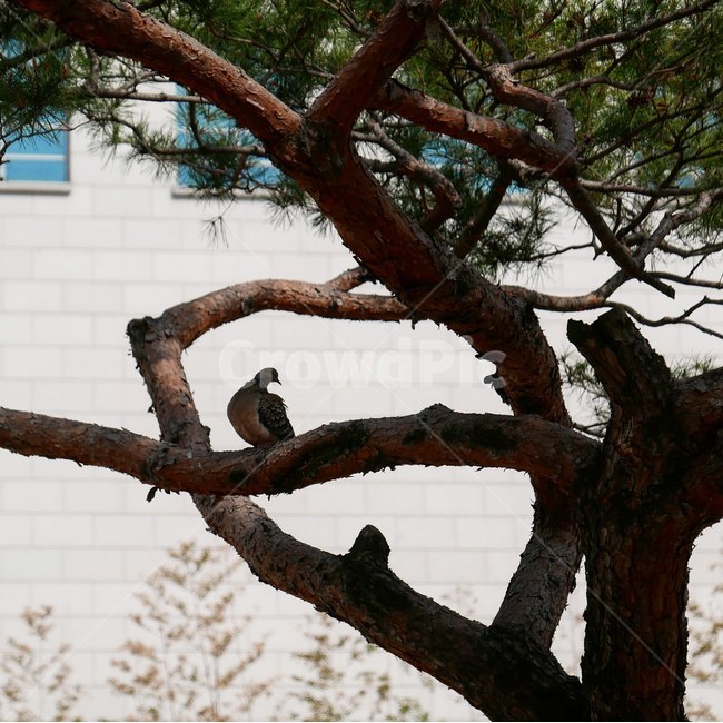 소나무,새,나무,도시속자연,나무와새,공원,식물,자연,plants,nature,나무,trees,wood,동물,animal,조류,새,birds