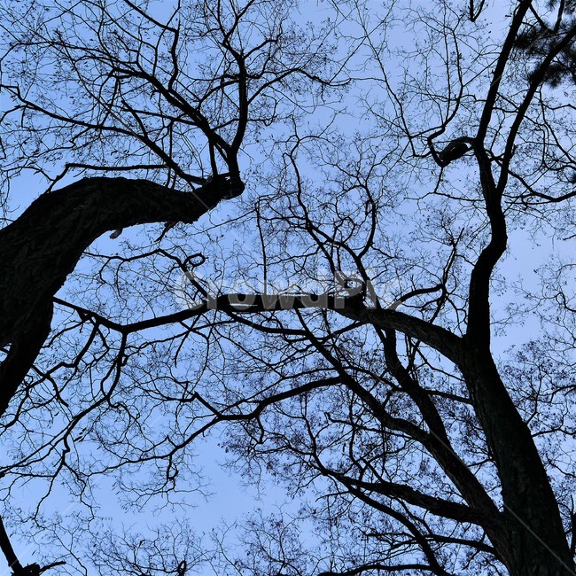 나무,하늘,실루엣,식물,스산함,으시시,식물,자연,plants,nature,나무,trees,wood,실루엣,그림자,silhouette,shadow