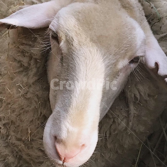 양,동물,동물원,뉴질랜드,양털,동물,animal,포유류,mammal