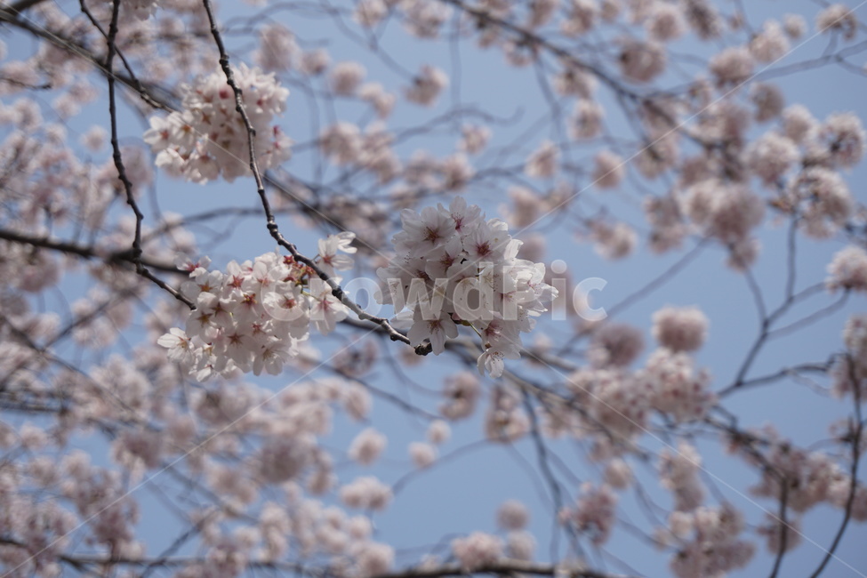 벚꽃,봄,꽃,flower,blossom,식물,plant