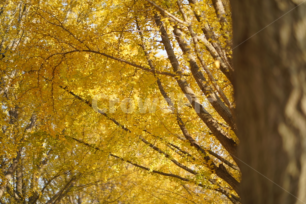 단풍,풍경,나무,가을,은행나무,가을,계절,fall,autumn,season,tree,plant,식물,leaf,잎