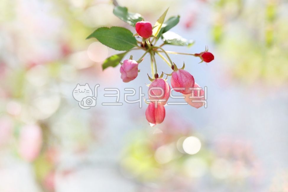 spring,apple blossom,sprout,color,appletree,crabapple,flower apple,Emotion,flower