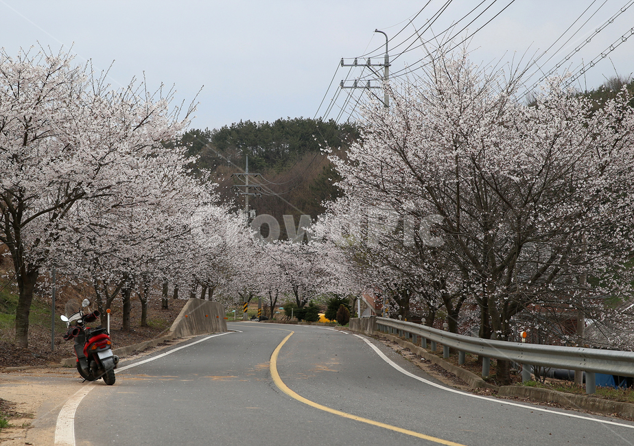 벗꽃,벚꽃,벗꽃놀이,벗꽃축제,벚꽃축제,꽃,봄,나무,자연,spring,nature,flower