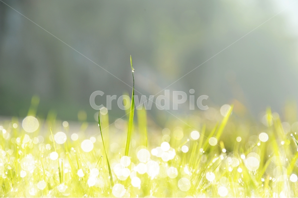 이슬,풀잎,자연,아침,햇살,초록,물방울,식물,자연,plants,nature,감성,sensible,feeling,휴식,힐링,rest,relaxation,healing