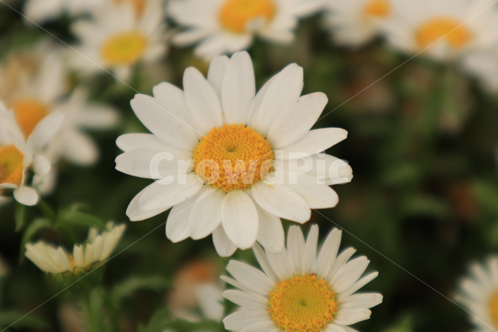 들꽃,흰색,꽃,봄,풀,자연,spring,white,flower