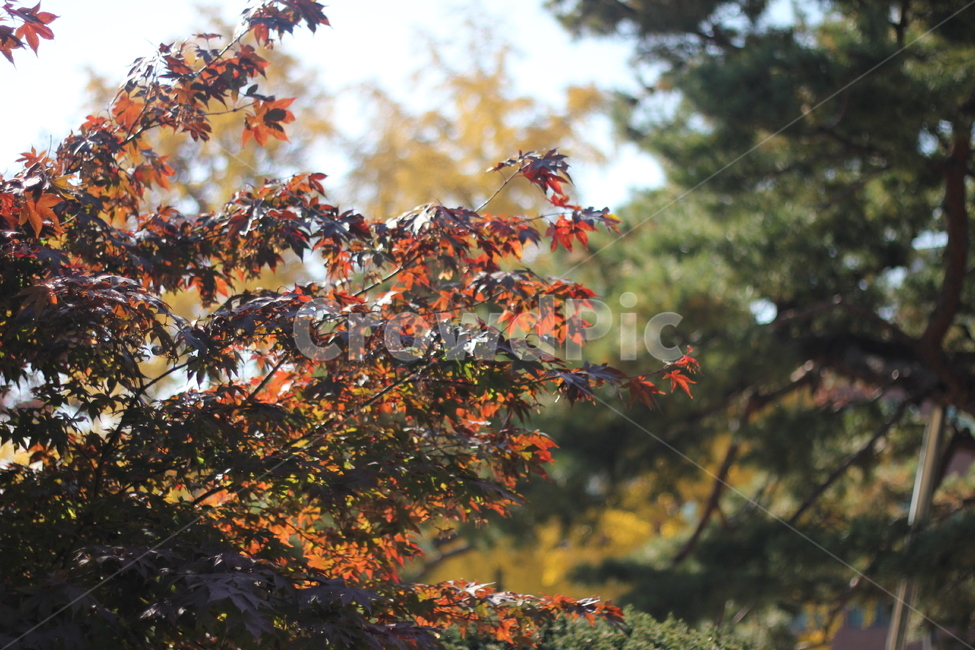 leaf,잎,plant,식물,tree,나무,가을,계절,fall,autumn,season