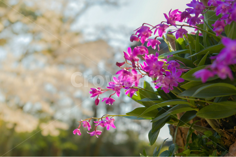 봄,꽃,자연,식물,flower,plants,nature,spring,봄,계절,spring,season,식물,자연,plants,nature,꽃,flower,plant,blossom