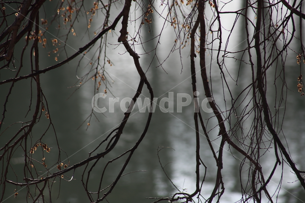 plant,식물,tree,나무,나무가지,나뭇가지,식물,자연,plants,nature