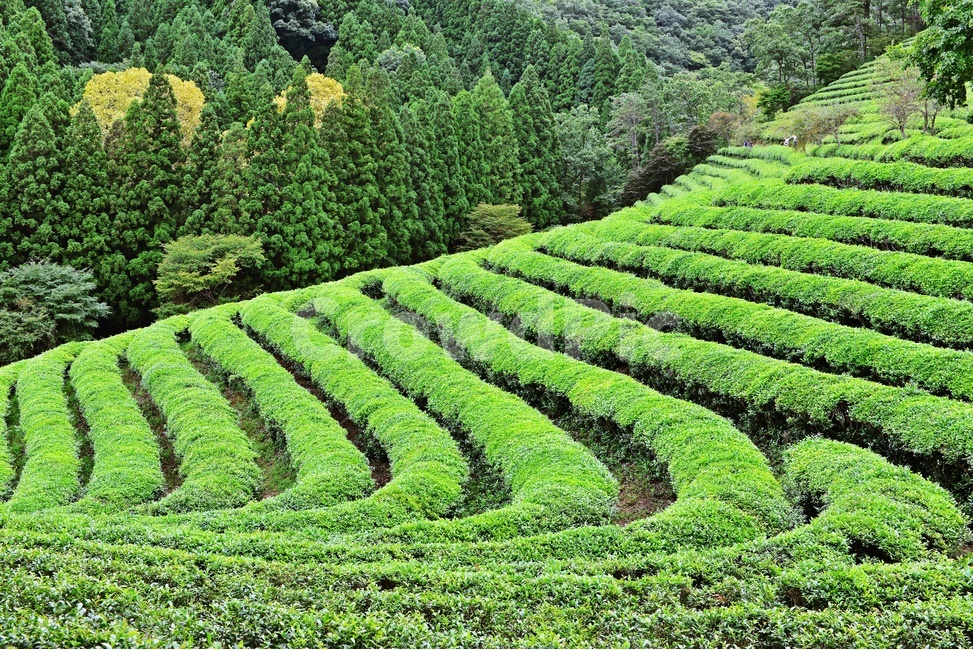 전남,보성,대한다원,패턴,자연,연두색,봄,녹차밭,관광지,자연,풍경,nature,landscape,한국자연풍경,한국자연경관,korea nature landscape,농업,농사,agriculture,farming,farming industry