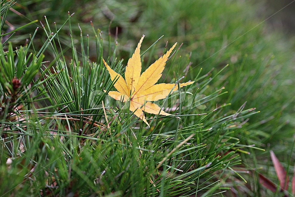 단풍,낙엽,노란단풍,소나무,식물,자연,풀,잡초,가을,계절,fall,autumn,season