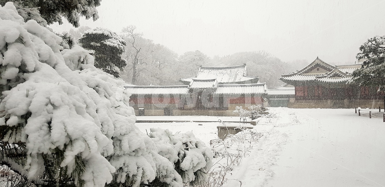 창덕궁,설경,첫눈,서설,고궁,palace,firstsnow,changdeokgungpalace,겨울,계절,winter,season,한국전통,한국문화,korean traditional,korean culture,랜드마크,landmark,tourist attraction,한국랜드마크,한국관광지,한국명소,korea landmark,korea tourist attraction,건축물,건물외관,exterior,building,structure,architecture,construction