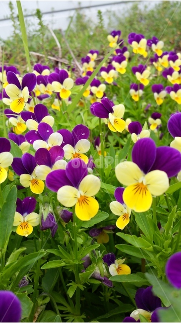 제비꽃,봄,보라빛,화사함,귀여움,식물,자연,plants,nature,꽃,flower