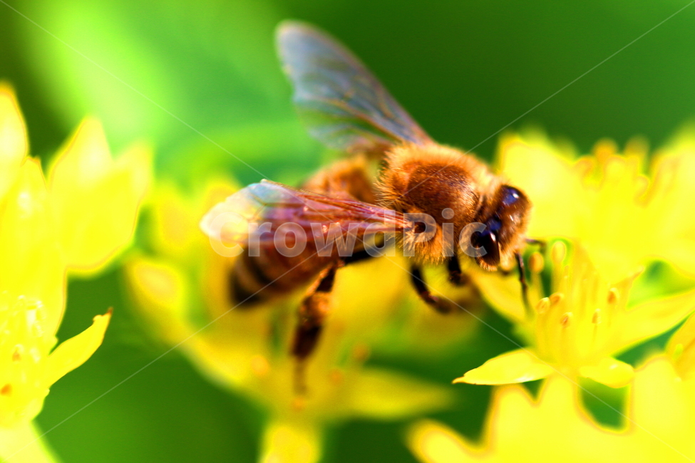 동물,곤충,식물,꽃,자연,식물,자연,plants,nature,꽃,flower,동물,animal,곤충,벌레,insect,bug
