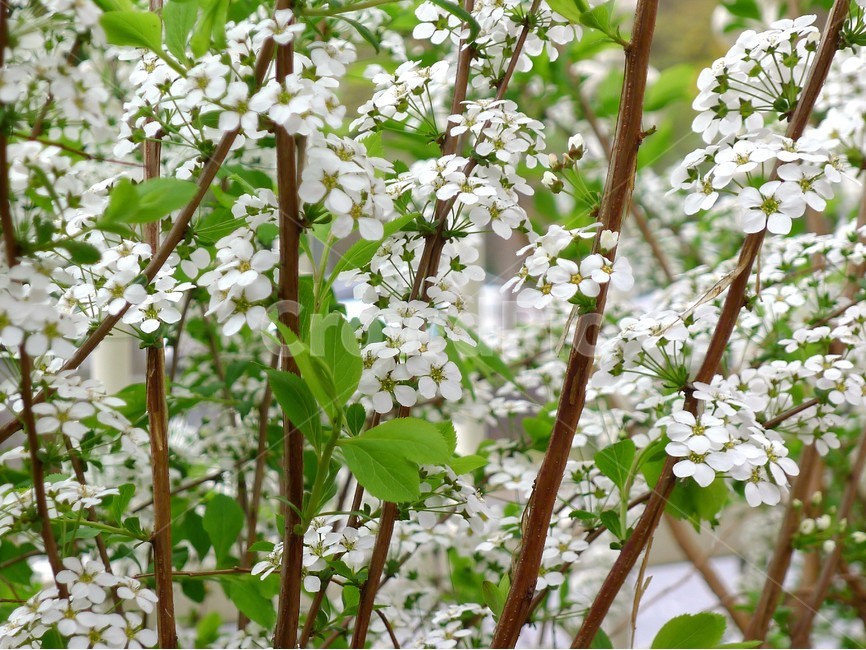 식물,자연,봄,정원,꽃,식물,자연,plants,nature,꽃,flower