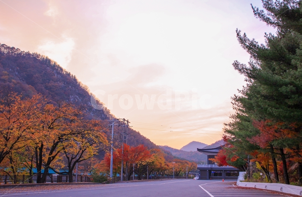가을,노을,하늘,단풍나무,은행나무,도로,자연,풍경,가을,계절,fall,autumn,season,자연,풍경,nature,landscape,한국자연풍경,한국자연경관,korea nature landscape,road,plant,식물,tree,나무,asphalt,아스팔트