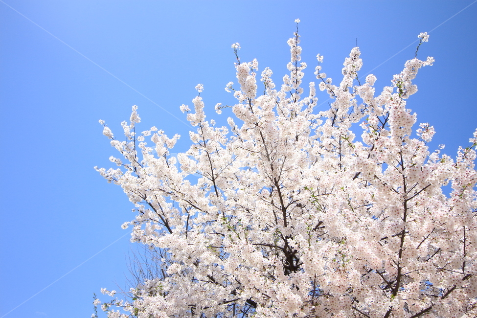 벚꽃,하늘,파랑,중랑천,휴식,휴일,꽃,나무,봄,계절,spring,season,식물,자연,plants,nature,꽃,flower,plant,blossom