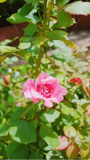 plant,식물,flower,꽃,rose,장미,blossom