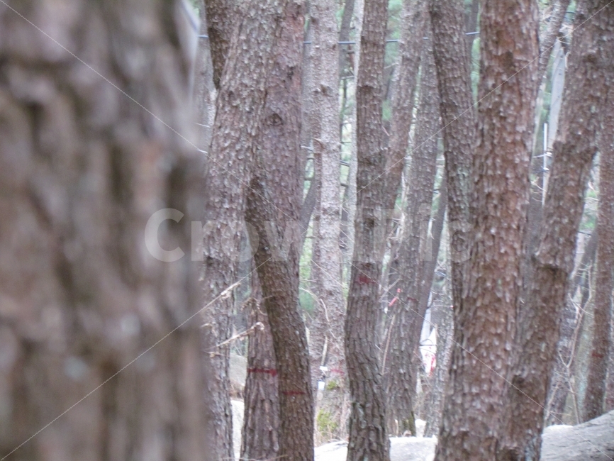 풍경,자연,소나무,숲,사진,자연,풍경,nature,landscape,tree trunk,나무 줄기,tree,나무,plant,식물