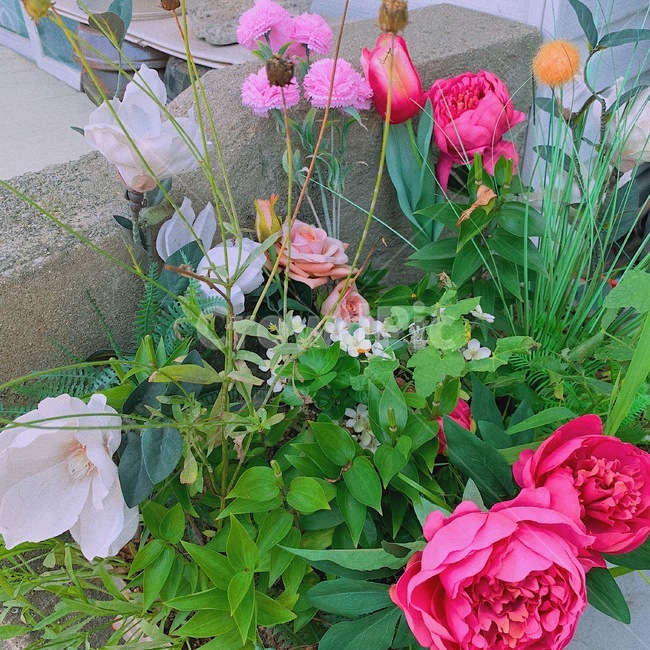 꽃,식물,풀,콘크리트,장미