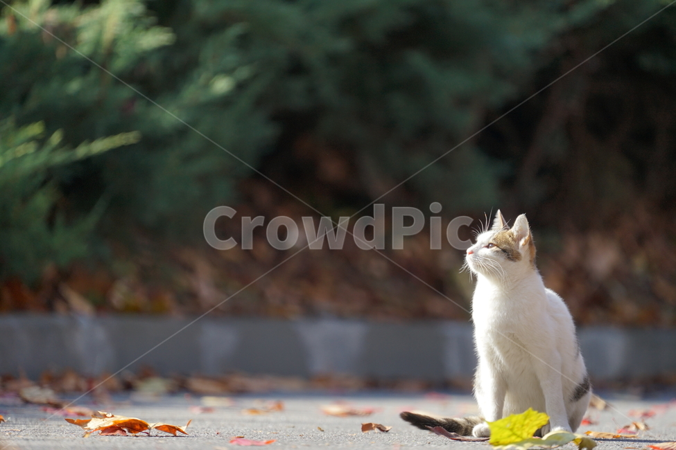 고양이,캣,cat,동물,햇살,일광욕,길냥이,동물,animal,포유류,mammal,고양이,cat,kitten,kitty
