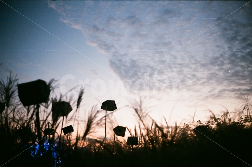 하늘공원,억새,하늘,둥지,저녁,노을,필름카메라,필름,필카,자연,풍경,nature,landscape,한국자연풍경,한국자연경관,korea nature landscape,실루엣,그림자,silhouette,shadow,감성,sensible,feeling