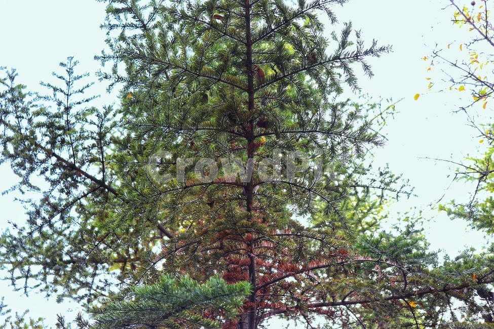 풀,나무,여름,초록,자연,식물,자연,plants,nature,나무,trees,wood