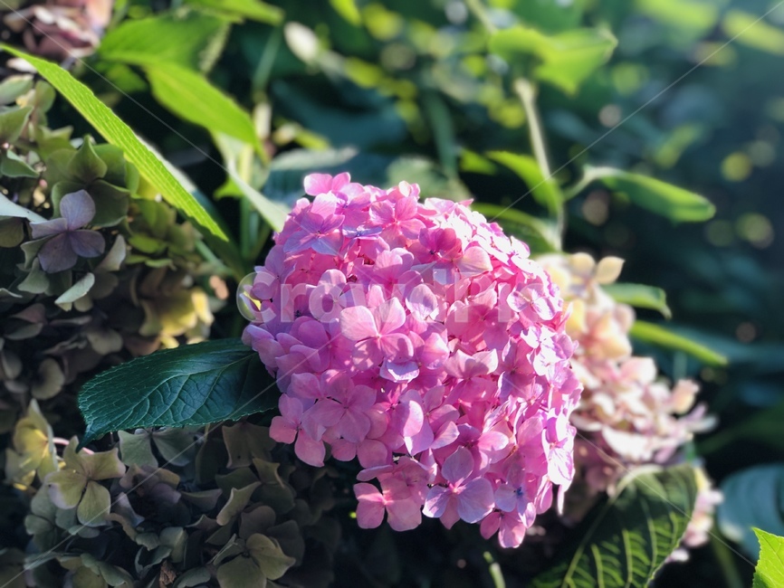 수국,분홍꽃,진심,핑크색,분홍색,꽃,자연,감성사진,힐링,식물,flower
