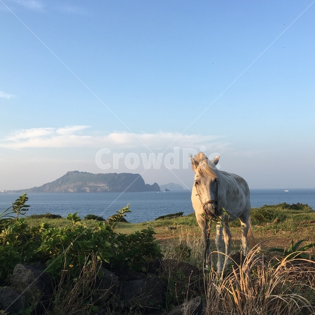 말,제주,자연,하늘,잔디,구름,맑은하늘,산,제주도명소,제주도,성산일출봉,제주말,동물,animal,포유류,mammal