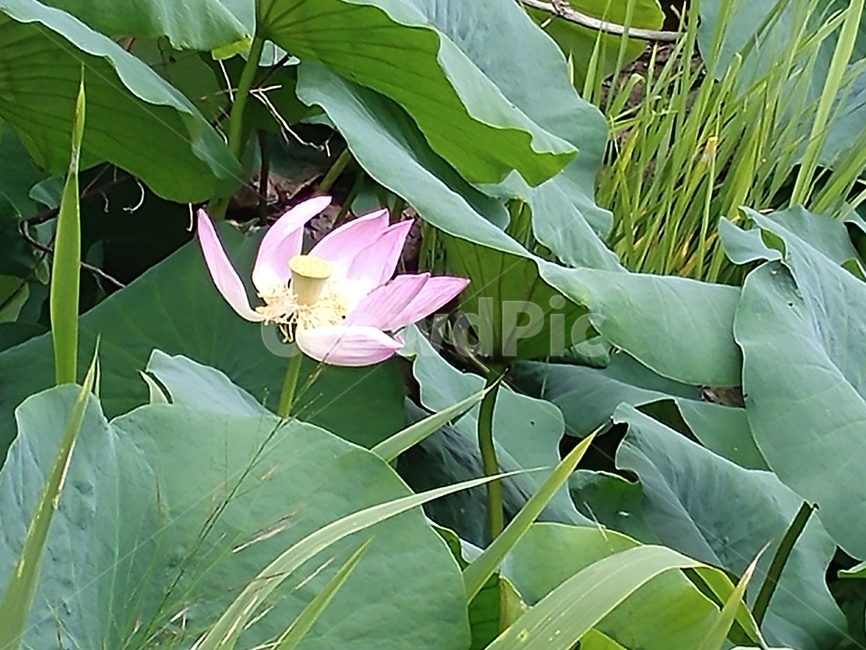 연꽃,수련과,lotus,수련,물풀,수단화