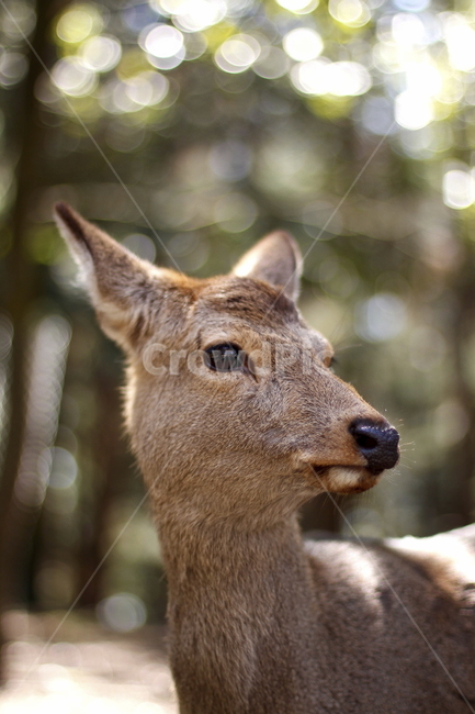 자연,동물,사슴,시선,아웃포커스,nature,animal,deer,sight,outfocus,동물,animal,포유류,mammal
