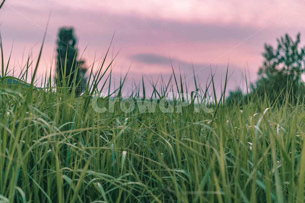 plant,식물,grass,잔디,자연,nature,식물,자연,plants,nature