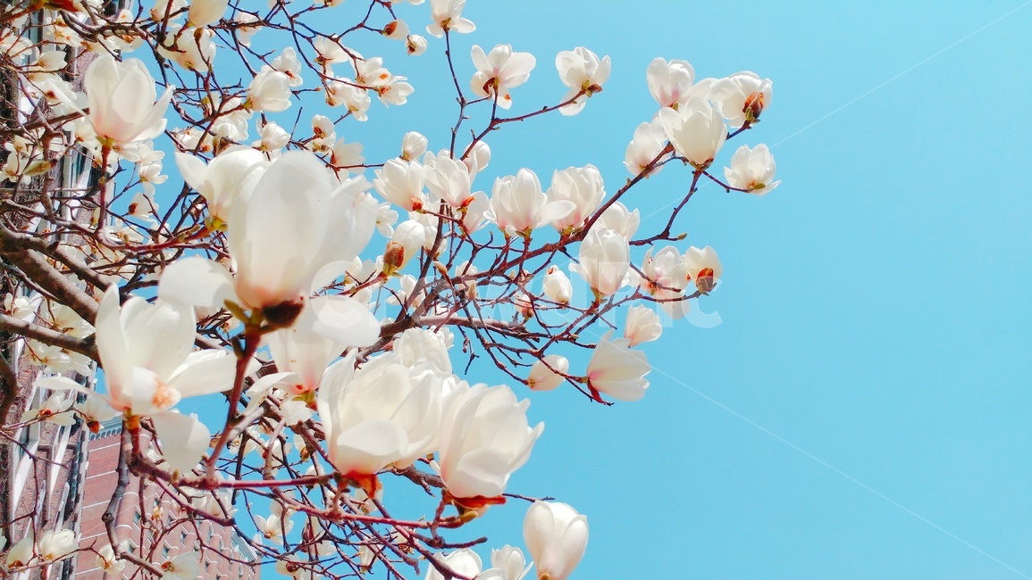 목련,목련꽃,꽃,봄,봄꽃,flower,spring,식물,자연,magnolia,백목련,하늘,sky