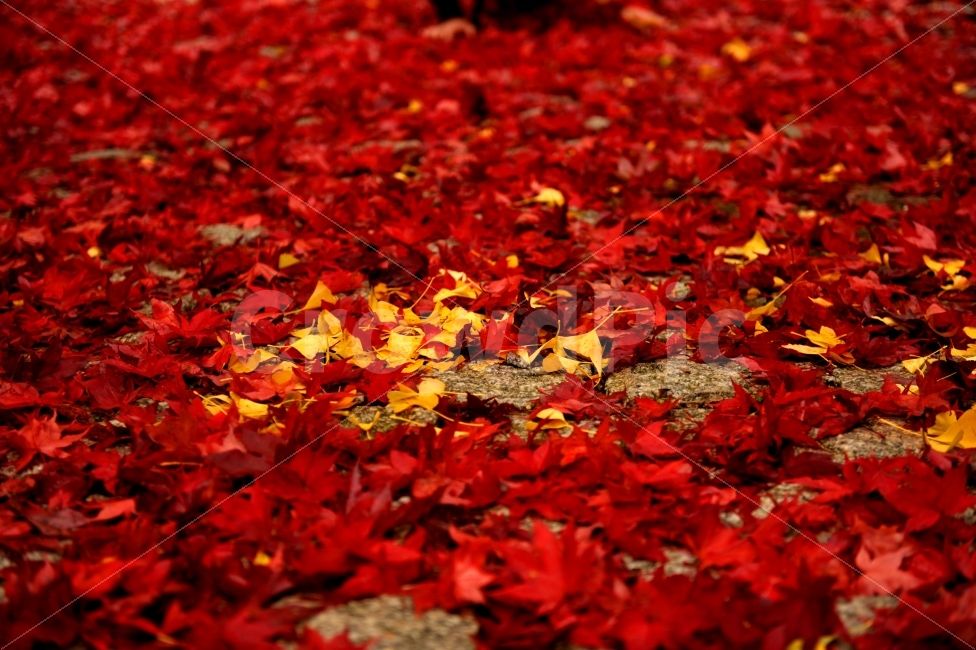 가을,단풍,은행잎,길,낙엽,가을,계절,fall,autumn,season,식물,자연,plants,nature,감성,sensible,feeling,plant,leaf,잎,tree,나무,maple