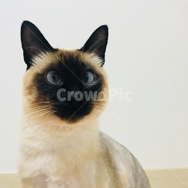 고양이,야옹이,샴,샴고양이,반려동물,반려고양이,애완동물,cat,neko,동물,동물,animal,포유류,mammal,고양이,cat,kitten,kitty