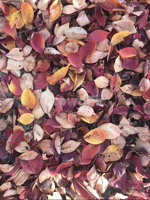 낙엽,낙옆,가을,가을낙엽,가을낙옆,단풍나무,단풍,leaves,fallenleaves